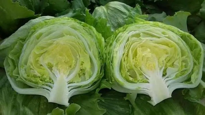 کاهو اصفهان اعلا